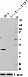 1_DCS-22_PURE_CyclinD3_Antibody_WB_110117