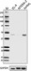 W16017A_PURE_Caspase2L_Antibody_051017