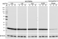 a-W17025A_PURE_Histone_H2B_Antibody_WB_011718