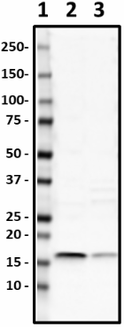 b-W17025A_PURE_Histone_H2B_Antibody_WB_2_081619