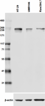 CTD4H8_Purified_RNA_Polymerase_Antibody_2_WB_012218