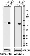 W16121C_PURE_NFIL3_Antibody_2_070317