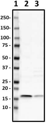 b-W17025A_PURE_Histone_H2B_Antibody_WB_2_081619