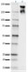 SMI-35_Biotin_NeurofilamentHM_Antibody_WB_032117_final