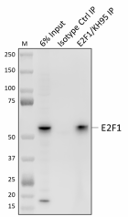 E2F1-KH95_PURE_E2F1_Antibody_2_110220.png