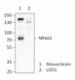 10A4B48_PURE_NR4A2_Antibody_WB_120115
