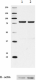 10D1_GoChIP_SSRP1_Antibody_2_WB_030717