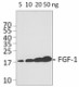 11A5C44_PURE_FGF-1_Antibody_WB_062215