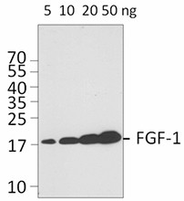 11A5C44_PURE_FGF-1_Antibody_WB_062215