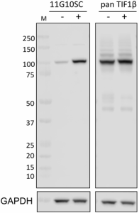 Purified anti-TIF1beta KAP-1, TRIM28 Phospho Ser473 Antibody anti 