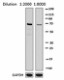 12G9A36_DBHRP_IRF7_Antibody_WB_070116
