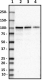 12H12_PURE_Gemin3_Antibody_051019