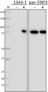 1_13A3dash1_PURE_STAT3_Tyr705_Antibody_WB_3_123118.png