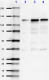 13A9_PURE_CD325_Antibody_WB_081018