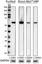 13G8C67_DB-HRP_HDAC2_Antibody_WB_042017