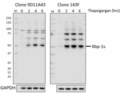 9D11A43_PURE_XBP-1s_Antibody_1_100120