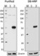 16B12_DB-HRP_HA.11_Antibody_WB_042017