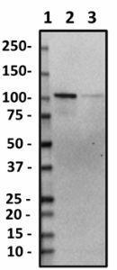 17D10_PURE_Gemin-4_Antibody_091619.png