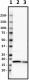 f-1B1-B2_PURE_Histone_H3_Antibody_2_WB_051519