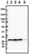 4_1B1-B2_PURE_Histone_H3_Antibody_4_WB_102519_updated