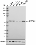 1D6-E3_PURE_IMPDH1_Antibody_1_022520