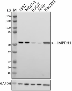 1D6-E3_PURE_IMPDH1_Antibody_1_022520