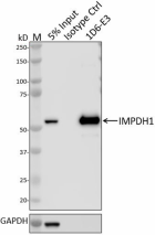 1D6-E3_PURE_IMPDH1_Antibody_2_022520