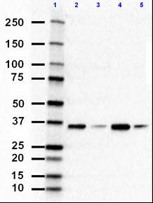 1_1D7_Purified_PP2AC_Antibody_WB_1_011219.png