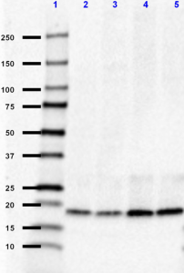 1F3-B3-E5_Purified_RhoG_Antibody_1_123118