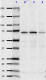 1G3dotB6_PUREAF_Mitofusin-1_Antibody_2_120518