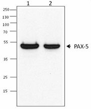1H9_PURE_Pax5_Antibody_1_WB_073018