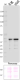 1RS1_PURE_Ecoli-RNA-SigmaS_Antibody_1_030320