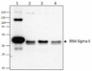 1RS1_PURE_Ecoli_RNA_SigmaS_Antibody_WB_060116