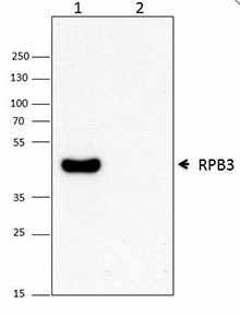 1Y26_Purified_RNAPolymeraseIIRPB3_Antibody_WB_011915