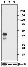 23D2-3C6_Purified_Nanog_Antibody_1_WB_051419