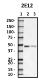 2E12_HRP_TPP1_Antibody_1_100218