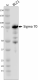2G10_PURE_Sigma-70_Antibody_072219