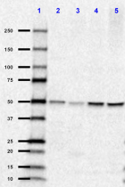 2G9_Purified_PPP2R2A_antibody_1_102218