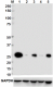 2H12_Pure_BcL-XSL_Antibody_1_082118