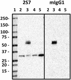 2S7_Purified_Gemin-2_Antibody_041019