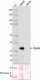 2Y14_PURE_RNA-Pol-II-Rpb4_Antibody_041620