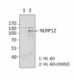 3D11A53_Purified_NLRP12_Antibody_WB_022715