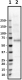 3F3slashHDAC2_Purified_HDAC2_Antibody_3_051519