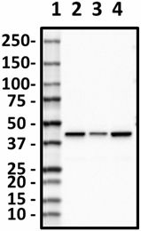 3F4-G5-H5_PURE_CKMT2_Antibody_1_080219