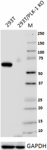 3F8_Purified_PLK-1_Antibody_1_050318