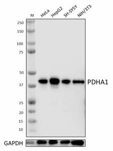 a_3H2_F8_B5_PURE_PDHA1_Antibody_WB_020723