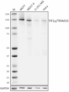 3H7-C8-B9_PURE_TIF1gamma-TRIM33_Antibody_020623