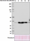 3RH3_purified_E-coli-32_Antibody_1_100818_updated