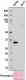 3RH3_purified_E-coli-32_Antibody_2_100818_updated