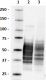 43D_Biotin_Tau_1-100_Antibody_1_112717